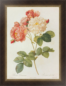 Постер на холсте Rosa X Damascena Miller 'Celsiana'