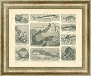 Постер в раме Рыбы II