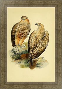 Постер гравюра Striated Eagle