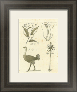 Постер под стеклом Styrax Benzoin, Stylephorus Chordatus, Struthio (Ostrich), Sugar Cane