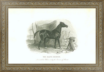 Картина на холсте The Black Arabian